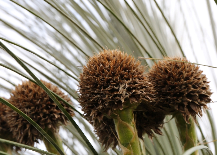 Western Australian Plants Dasypogonaceae
